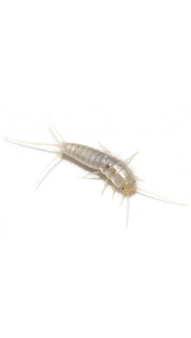 Fish moth copy Fish moth copy