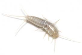 Fish moth Fish moth