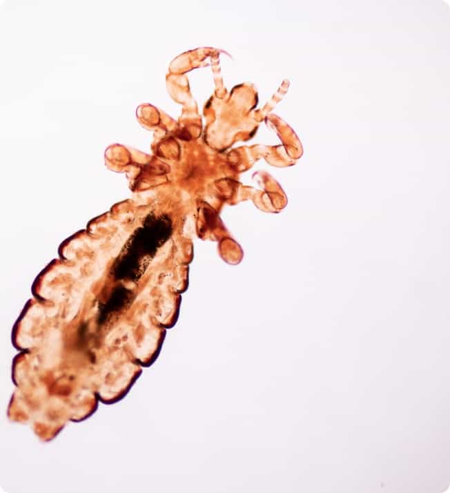 bird-lice-bottom-img-2