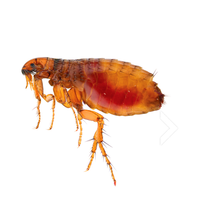 pngimg.com - flea_PNG31 copy 2 pngimg.com - flea_PNG31 copy 2