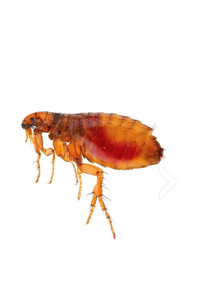 pngimg.com - flea_PNG31 copy pngimg.com - flea_PNG31 copy