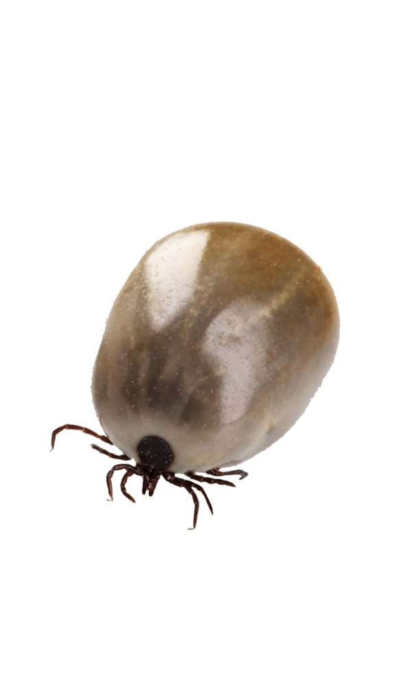 pngimg.com - tick_PNG47 copy pngimg.com - tick_PNG47 copy